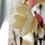 Working & Longstay Dd *