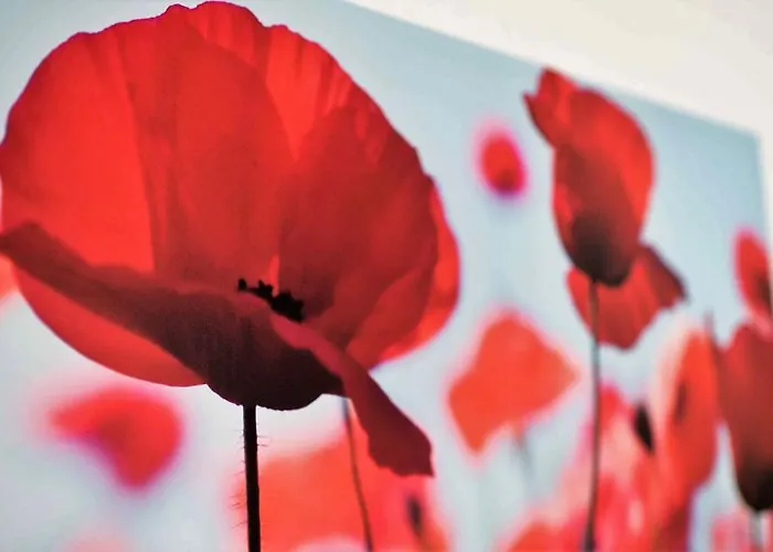 Working & Longstay Dd دوسلدورف